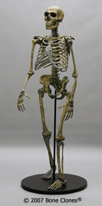Neanderthal Skeleton