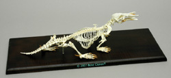 Aticulated Duck-Billed Platypus Skeleton