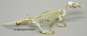 Articulated Duck-Billed Platypus Skeleton