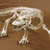 Articulated Komodo Dragon Skeleton