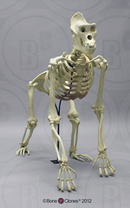 Articulated Gorilla Skeleton