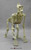 Articulated Gorilla Skeleton