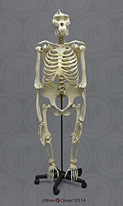 Articulated Bipedal Gorilla Skeleton with Stand