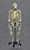 Articulated Bipedal Gorilla Skeleton