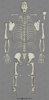 Disarticulated Gorilla Skeleton