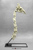 Giraffe Skull and Neck Vertebrae with Stand and Base