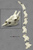 Disarticulated Giraffe Skull and Neck Vertebrae