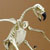 Articulated Harpy Eagle Skeleton