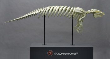 Articulated Manatee Skeleton SC-046-A