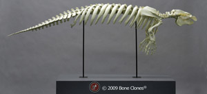 Articulated Manatee Skeleton