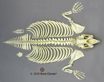 Articulated Manatee Skeleton SC-046-D