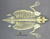 Disarticulated Manatee Skeleton SC-046-D