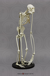 Articulated Siamang Skeleton SC-047