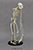 Articulated Gibbon Skeleton