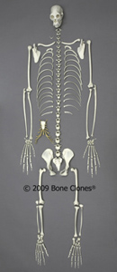 Disarticulated Siamang Skeleton SC-047-SA