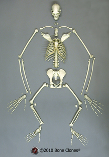 Semi-articulated Siamang Skeleton SC-047-SA