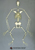 Semi-articulated Siamang Skeleton