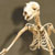 Articulated Flying Lemur Skeleton