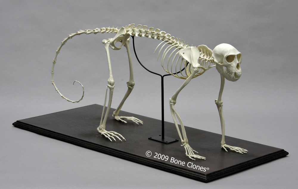 Vervet Clavicle - Bone Clones, Inc. - Osteological Reproductions