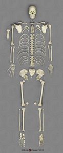 Human Male Asian Articulated Skeleton
