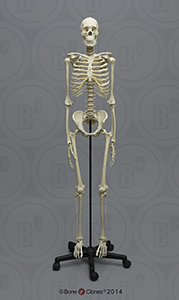 Human Male Asian Articulated Skeleton