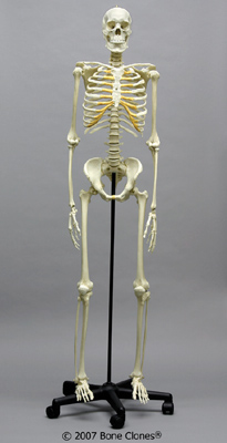 Human Male Asian Articulated Skeleton