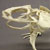 Articulated Goliath Frog Skeleton