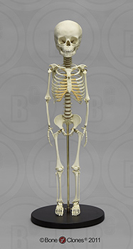 Articulated Human Archaic 5-Year-Old Child Skeleton