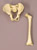 Archaic Human Child 5-Year-Old Pelvis and Femur