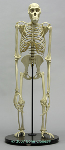 Articulated Bonobo Skeleton