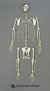 Articulated Bonobo Skeleton