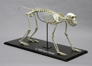 Rhesus Macaque Articulated Skeleton