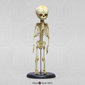 Articulated Human Fetal Skeleton SC-181-A