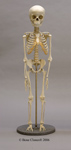 Articulated Modern Human 5-year-old Child Skeleton SC-183-A