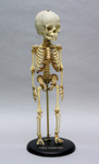 Articulated Human 14 to 16-month-old Child Skeleton SC-187-A