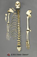 Disarticulated Human Female Half Skeleton SC-211-DH