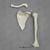 Human Female Humerus, Scapula, Clavicle Set of 3 SC-211-HSC