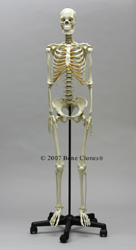Human Female Asian Articulated Skeleton SC-211