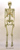 Human Female Asian Articulated Skeleton