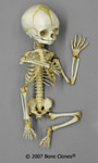Flexible Human Fetal skeleton 32 Weeks SC-226-A