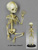 Flexible Human Fetal skeleton 32 Weeks