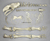 Disarticulated Elephant Bird Skeleton