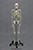 Human Male Asian Robust Skeleton Articulated Skeleton SC-287-A