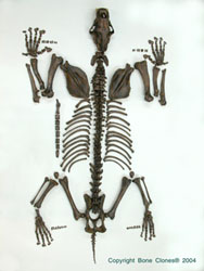 Disarticulated Sabertooth Cat Skeleton Tarpit Finish SC-018T-D