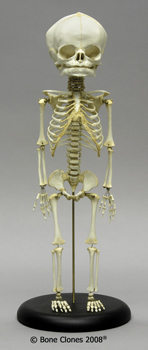 Articulated Human Fetal Skeleton Full Term SCM-186-A