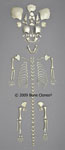 Disarticulated Human Fetal Skeleton Full Term SCM-186-D