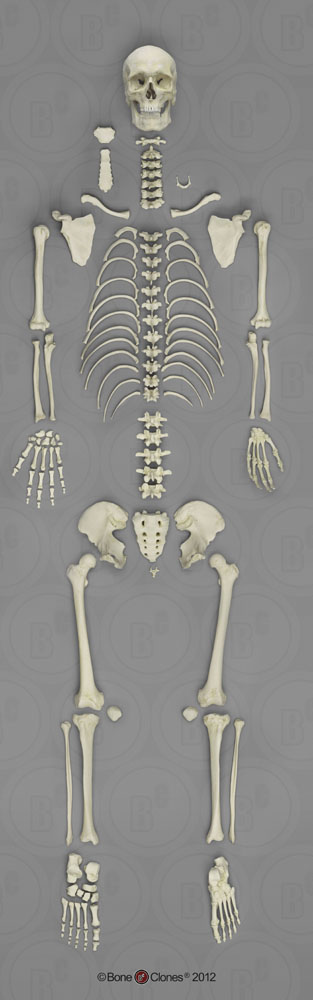 Human Male Asian Hyoid - Bone Clones, Inc. - Osteological Reproductions