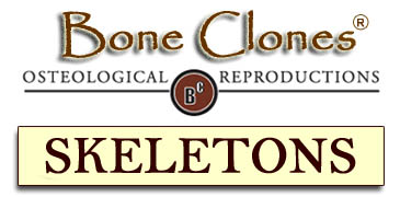 Bone Clones&reg; Catalog of Skeletons