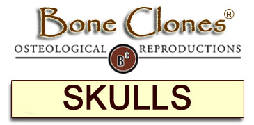Skulls and Skull Series