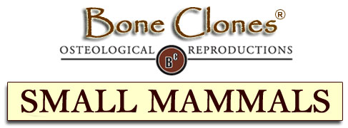 Bone Clones&reg; Small Mammal Catalog